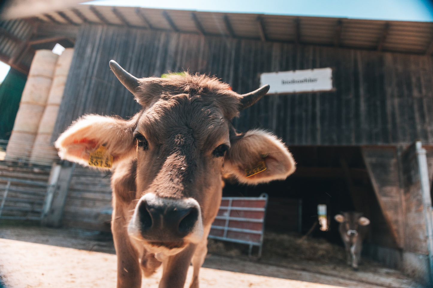 Junges Rind vor Biohofstall – transparente Herkunft des Rindertalg-Rohstoffs für Helvera Tallow-Seife und handgemachte Naturseife